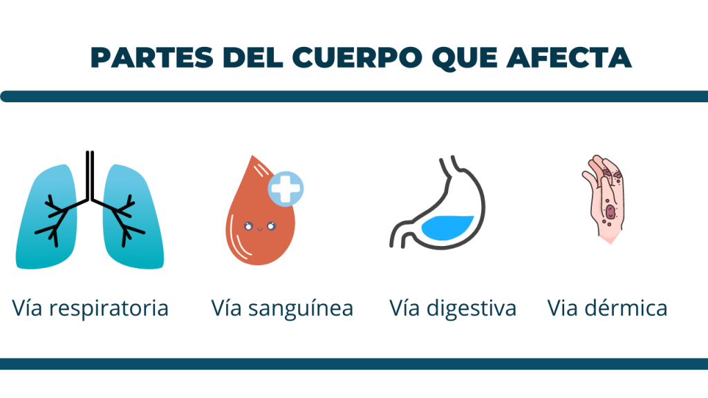 PELIGRO BIOLÓGICO ¿QUÉ PARTES DEL CUERPO QUE AFECTA LA EXPOSICIÓN AL PELIGRO BIOLÓGICO ?