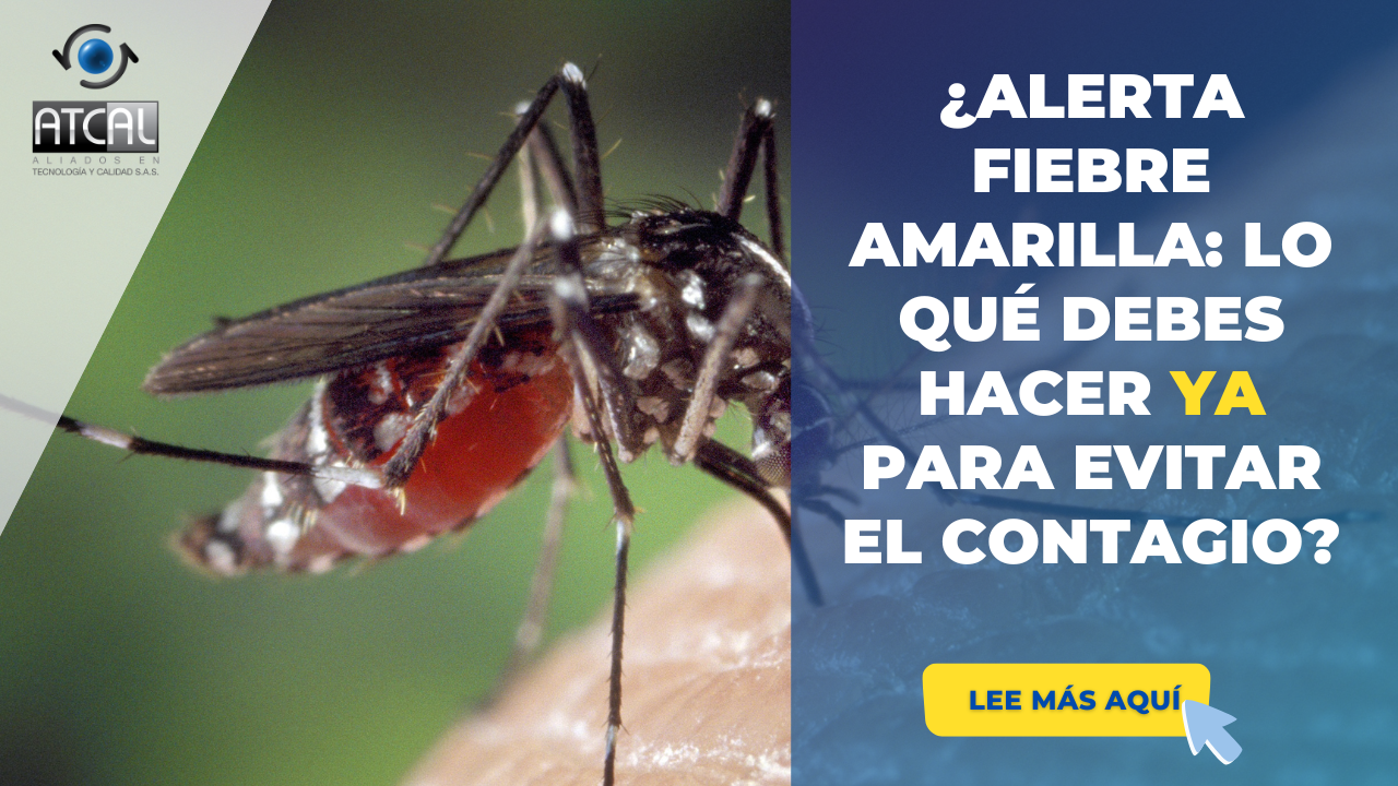 ¿ALERTA FIEBRE AMARILLA: ¿QUÉ DEBES HACER YA PARA EVITAR EL CONTAGIO?